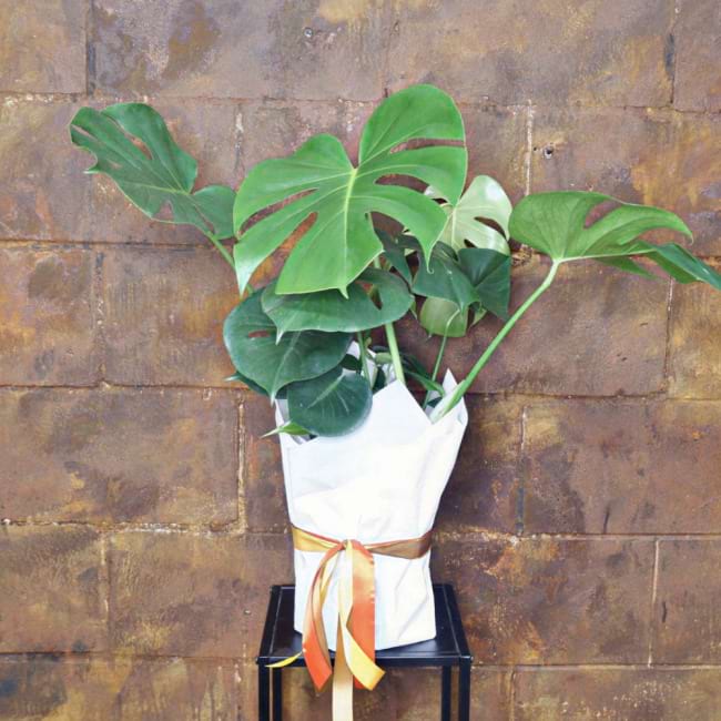 Monstera 