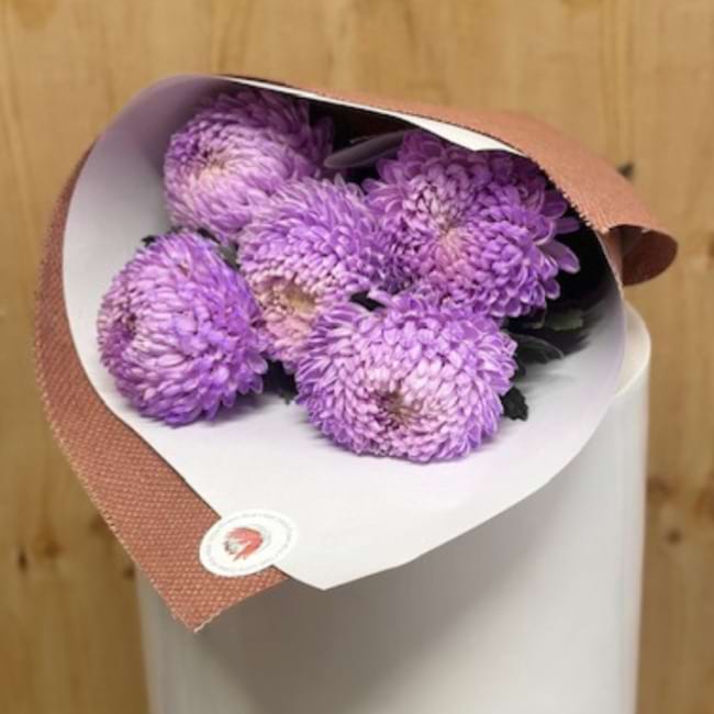 Chrysanthemum Disbud - Lucky Dip!