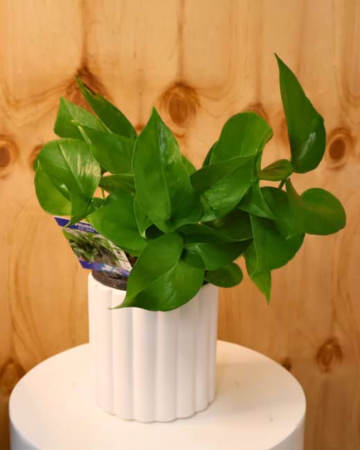 Pothos - Devils Ivy