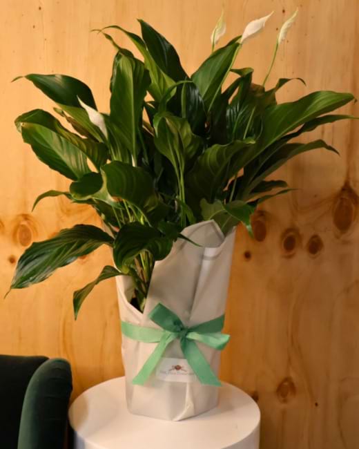 Peace Lily - Spathiphyllum