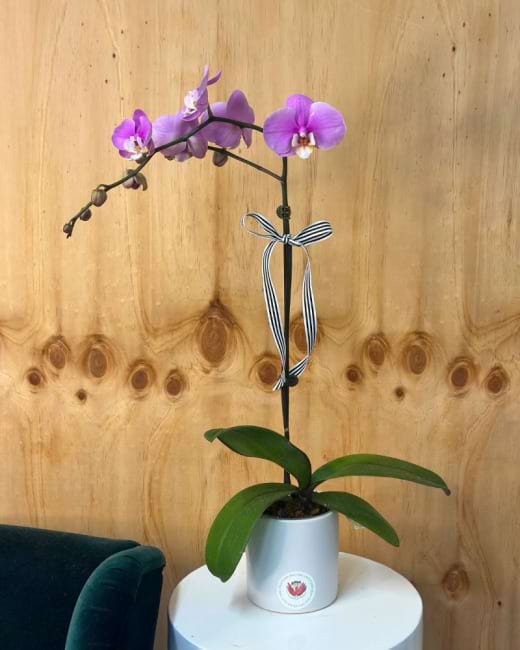 Phalaenopsis Orchid 